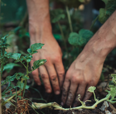 agriculture